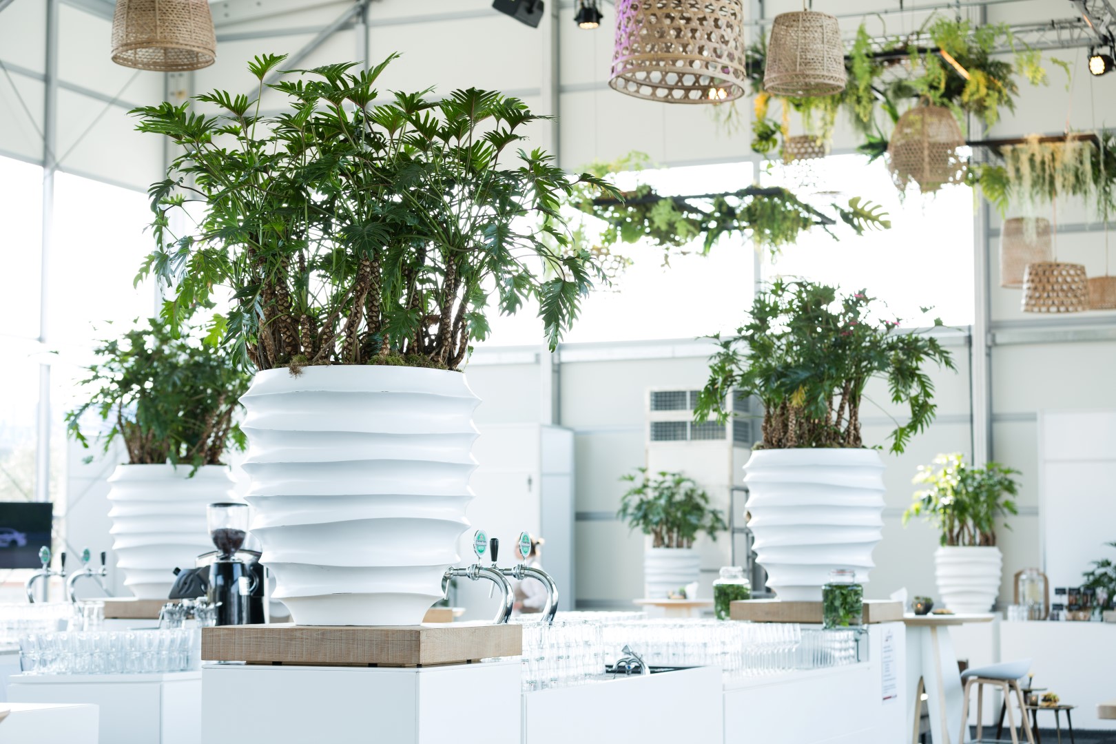 Mietpflanzen und Hängepflanzen für Events - Philodendron xantal Busch im Topf - basdeboer-eventstyling